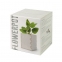 Горшочек для выращивания мяты с семенами (6-8шт) в коробке MERIN, биоразлагаемый материал, дерево, грунт - 1