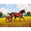 Картина по номерам 40х50 см, ОСТРОВ СОКРОВИЩ "Лошади на лугу", на подрамнике, акриловые краски, 3 кисти, 662464 - 1