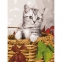 Картина по номерам 40х50 см, ОСТРОВ СОКРОВИЩ "Котёнок", на подрамнике, акриловые краски, 3 кисти, 662468 - 1