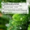 Ель новогодняя искусственная "Royal Green" 90 см, литой ПЭТ+ПВХ, зеленая, ЗОЛОТАЯ СКАЗКА, 591710 - 8