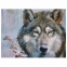 Картина стразами (алмазная мозаика) 30х40 см, ОСТРОВ СОКРОВИЩ "Волк", без подрамника, 662565 - 1