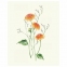 Botanical painting. Вдохновляющий курс рисования акварелью, 105550 - 4