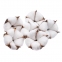 Цветок хлопка Cotton, белый коробка: 13х19х6 см - 1