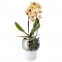 Горшок для орхидеи с функцией самополива Orchid Pot, большой, белый - 1