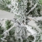Ель новогодняя искусственная заснеженная "Snow Queen" 150 см, литой ПЭТ+ПВХ, ЗОЛОТАЯ СКАЗКА, 591315 - 2