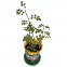 Набор для выращивания растений ВЫРАСТИ ДЕРЕВО! "Роза золотая китайская" (банка, грунт,семена), zk-062 - 2