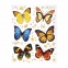 Украшение для окон и стекла ЗОЛОТАЯ СКАЗКА "Бабочки 3", 30х38 см, ПВХ, 591233 - 2