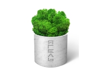 Мох Ягель натуральный, серый, зеленый, гипс, стабилизированный мох, картонная коробка