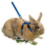 *Beeztees 810980 АКЦИЯ Шлейка с поводком для кроликов нейлоновая в ассорт.
